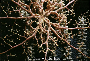 Basket star beauty at night. by Lisa Hinderlider 